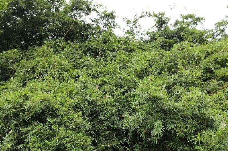 綠水青山，聯(lián)翩而至，綠聯(lián)2018云浮之旅